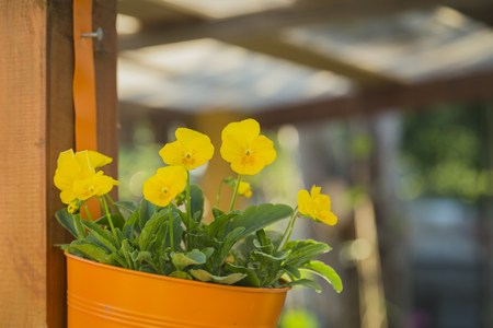 Hanging basket of yellow flowers, outside decorの写真素材
