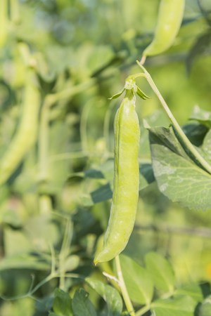 Pods of peas on a stalk in the garden, summer timeの写真素材