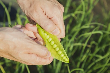 Mens hands hold one pea pod and cracking it in garden, summer timeの写真素材