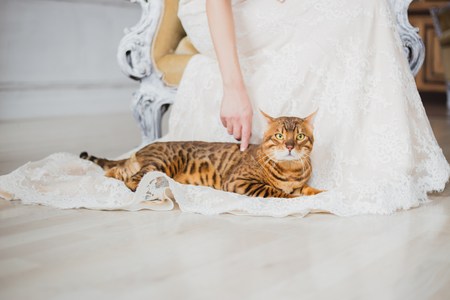 The bengal cat sits near bride, she touch catの写真素材