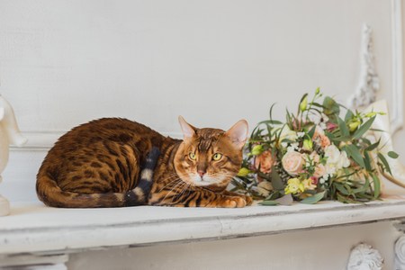 bengal cat and beautiful wedding bouquet near white wallの写真素材