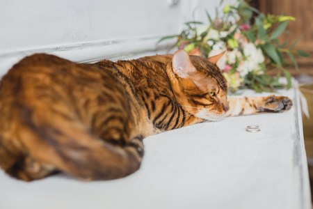 bengal cat and beautiful wedding bouquet near white wallの写真素材