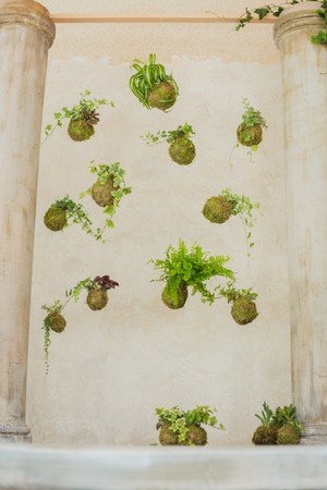 Decorative green shrub in form of ball, decorの写真素材