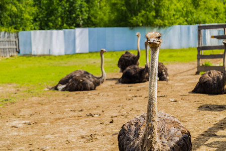 Curious african ostrich in the paddock at the ostrich farm.の写真素材