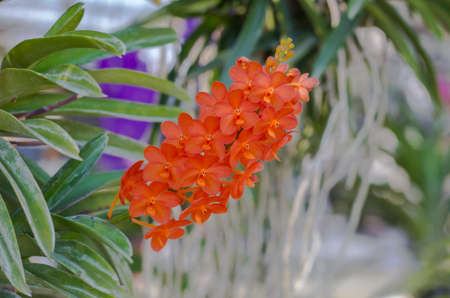 Ascocentrum Miniatumの写真素材