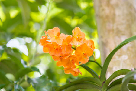 Ascocentrum Miniatumの写真素材