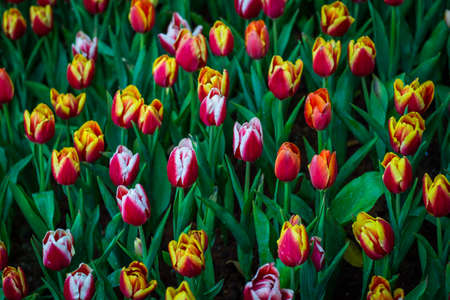 Flower tulips background. Beautifulの写真素材