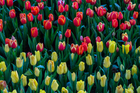 Flower tulips background. Beautifulの写真素材