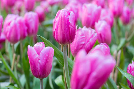 Flower tulips background. Beautifulの写真素材