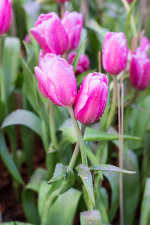 Flower tulips background. Beautifulの写真素材
