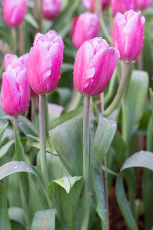 Flower tulips background. Beautifulの写真素材