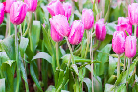 Flower tulips background. Beautifulの写真素材
