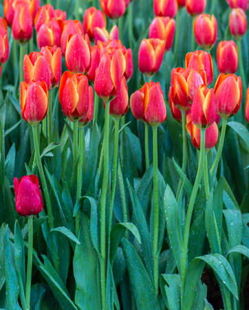 Flower tulips background. Beautifulの写真素材