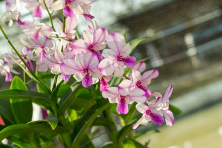 orchidaceous flower on green backgroundの写真素材