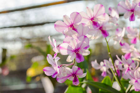 orchidaceous flower on green backgroundの写真素材