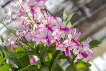 orchidaceous flower on green backgroundの写真素材