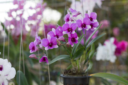 orchidaceous flower on green backgroundの写真素材