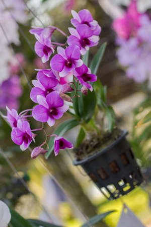orchidaceous flower on green backgroundの写真素材