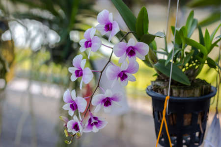 orchidaceous flower on green backgroundの写真素材