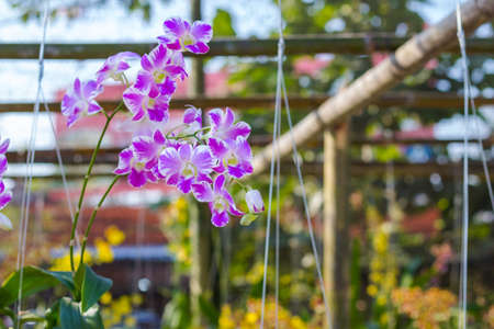 orchidaceous flower on green backgroundの写真素材