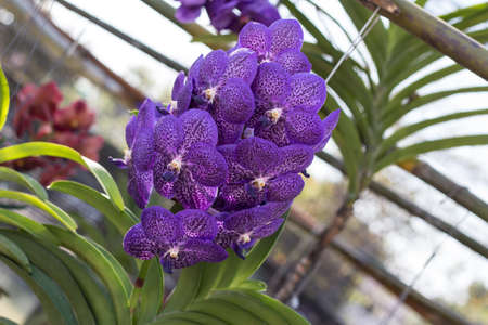 vanda orchidの写真素材