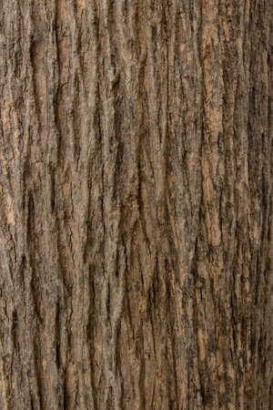 texture of bark wood use as natural backgroundの写真素材