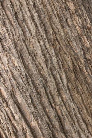 texture of bark wood use as natural backgroundの写真素材