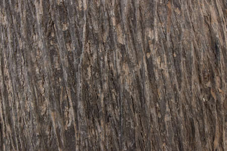 texture of bark wood use as natural backgroundの写真素材