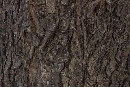 texture of bark wood use as natural backgroundの写真素材