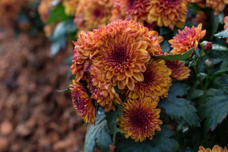 Beautiful chrysanthemum as background picture. Chrysanthemum wallpaper, chrysanthemums in autumn.の写真素材