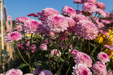 Beautiful chrysanthemum as background picture. Chrysanthemum wallpaper, chrysanthemums in autumn.の写真素材