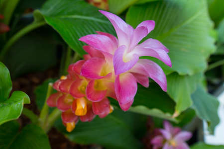 Curcuma sessilis ,Tropical Flower in Thailandの写真素材