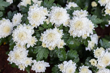 Beautiful chrysanthemum as background picture. Chrysanthemum wallpaper, chrysanthemums in autumn.の写真素材