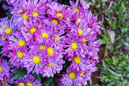 Beautiful chrysanthemum as background picture. Chrysanthemum wallpaper, chrysanthemums in autumn.の写真素材