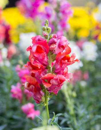 Flower beautiful , backgroundの写真素材