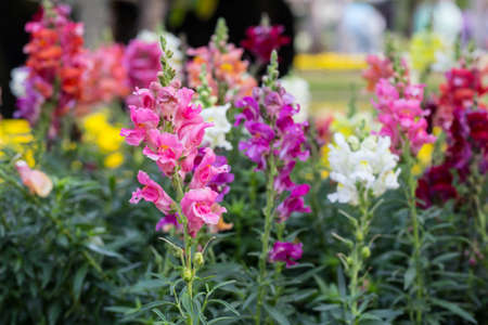 Flower butiful , backgroundの写真素材