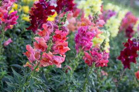 Flower butiful , backgroundの写真素材