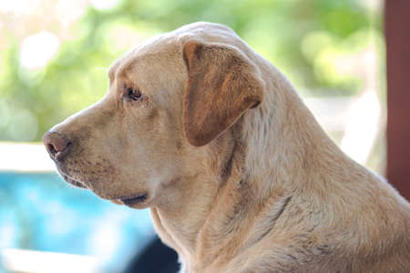 Golden retriever , Dogの写真素材