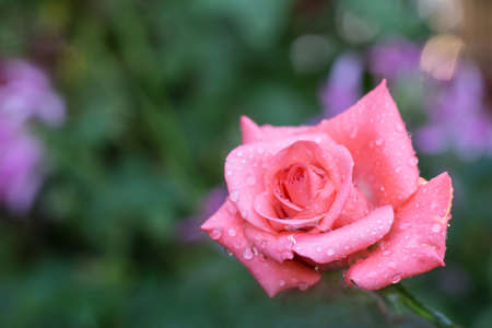 Roseの写真素材