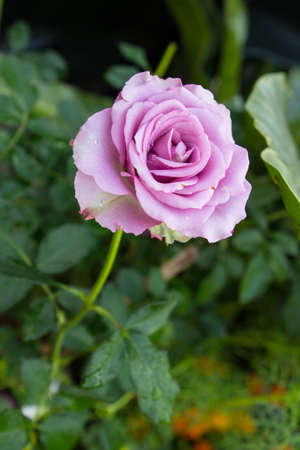 Rose. Rose in garden.Rose. Fresh rose. Rose for love. Rose card with copy space. Rose as background. Close Upの写真素材