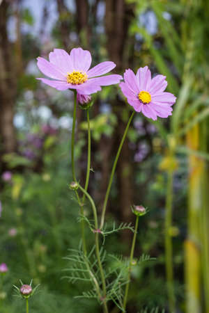 pink zinnia Flower beautiful background blur,pink Zinnia bloom On blurred background,Close Up Zinnia With Warm Light,Top view of pink zinnia flower on blurred greenの写真素材