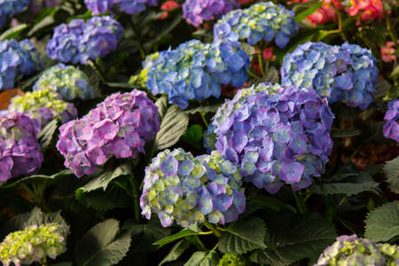 Purple Hydrangea flower (Hydrangea macrophylla) in the gardenの写真素材