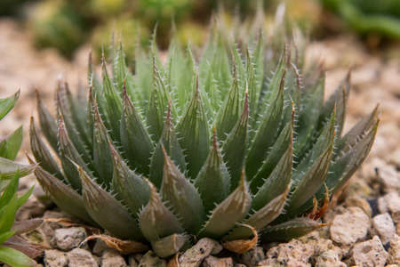 Cactus in the gardenの写真素材