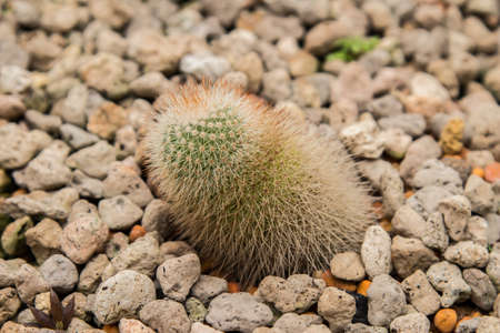 Cactus in the gardenの写真素材