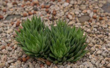 Cactus in the gardenの写真素材