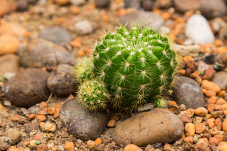 Cactus in the gardenの写真素材