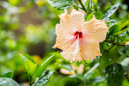 Flower in the garden on a rainy dayの写真素材