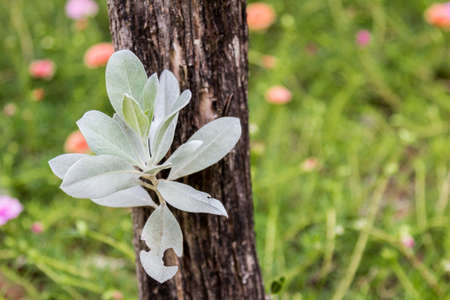 Leaves in the gardenの写真素材