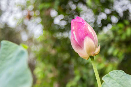 Lotus in the pool , Flowerの写真素材