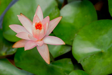 Lotus in the pool , Flowerの写真素材